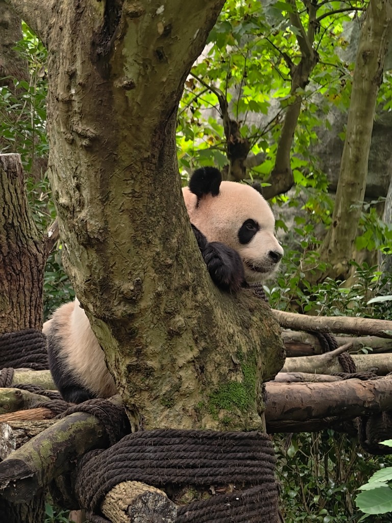 Chengdu panda photo 1