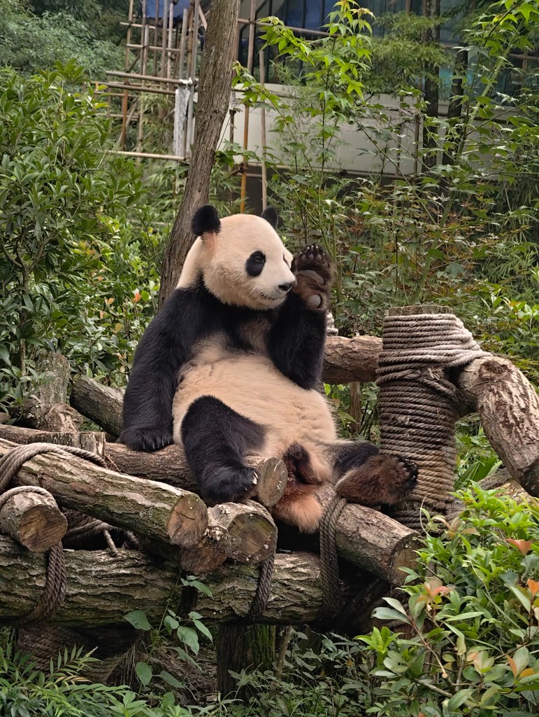 Chengdu panda photo 2