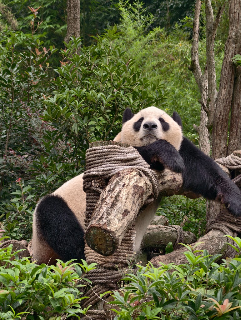 Chengdu panda photo 3